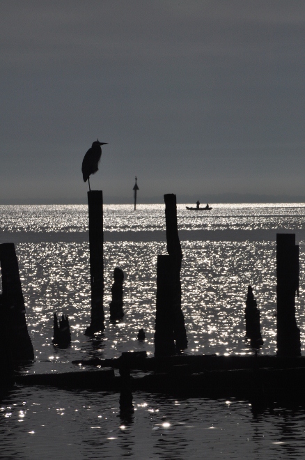 a bird perches on a piling in Galveston Bay at Seabrook